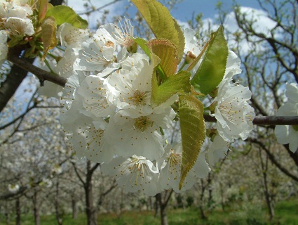 Cereja Resende