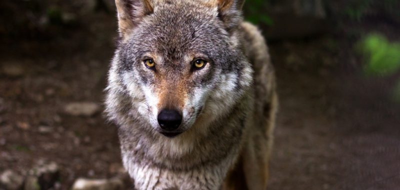Lobo Ibérico.jpg